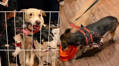 Feira de Adoção Pet em Ribeirão Preto