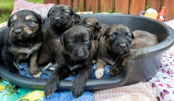 Feira de Adoção de Animais - Núcleo de Bem-Estar Animal