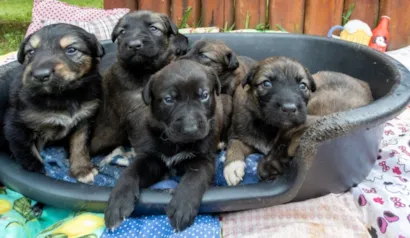 Feira de Adoção de Animais - Núcleo de Bem-Estar Animal