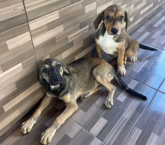 MiauDote: Adoção Responsável de Cães e Gatos