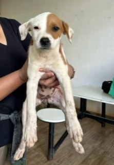 Adoção Responsável de Animais em Valparaíso de Goiás