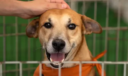 Feira de Adoção de Pets no Atrium Shopping