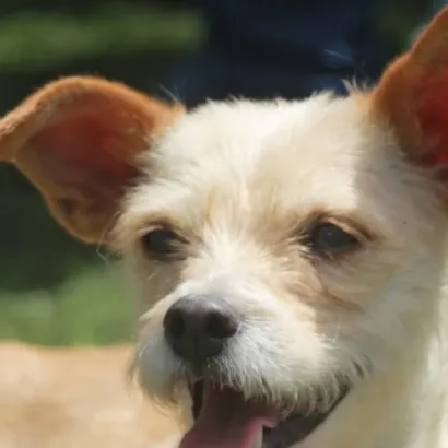Feira de Adoção Pet!
