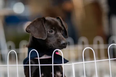 Feira de Adoção de Animais no Balneário Shopping