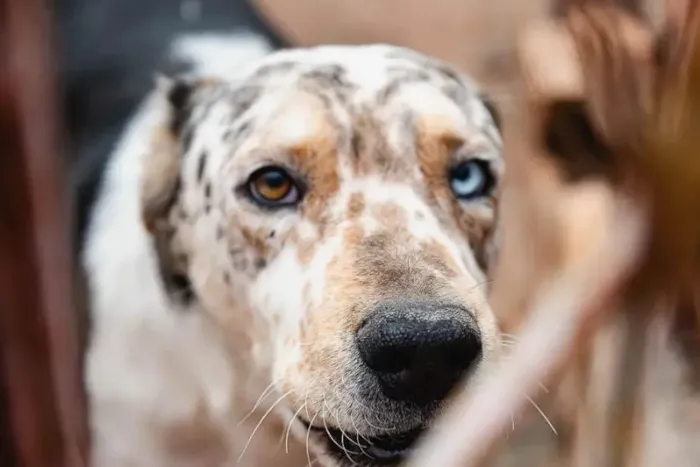 Participe da feira de adoção de animais resgatados pela Saau neste domingo no Shopping Palladium. Uma nova vida começa com você!