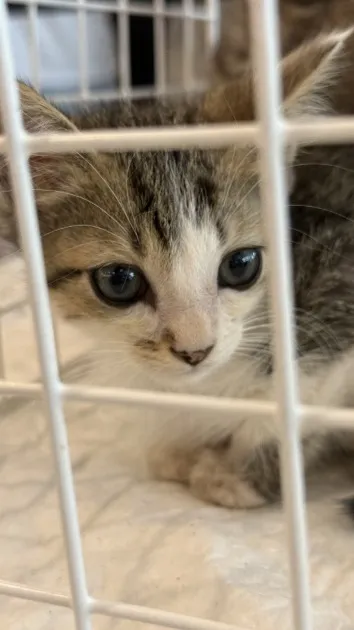 Evento de Adoção de Cães e Gatos no São Bernardo Plaza