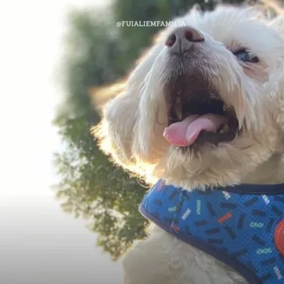 Feira de Adoção Baby Pet em Mogi das Cruzes