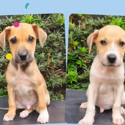 Feira de Adoção de Filhotes