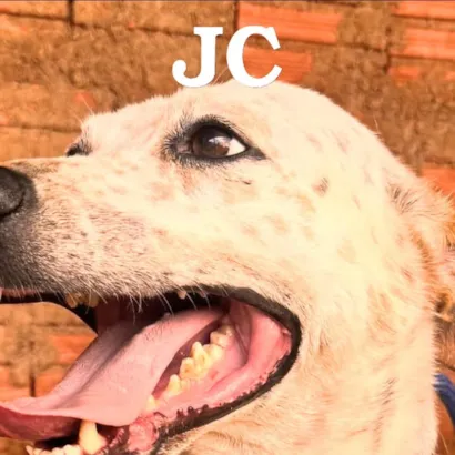 Feira de Adoção de Cães na Pet Camp Rio Claro