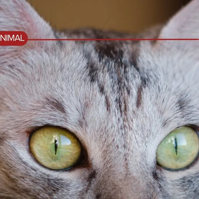 Encontro Felino no Shopping Piracicaba