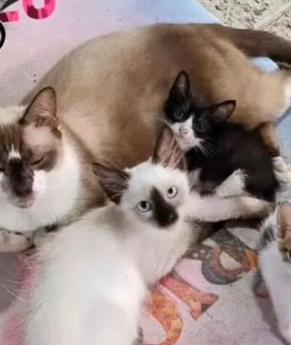 Adoção de Gatos em Belém