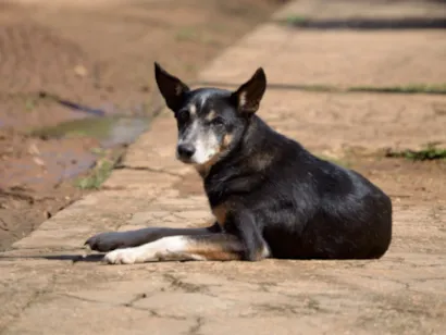 Adoção de Animais no Centro de Acolhimento Provisório