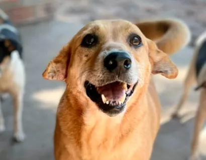 Adoção Responsável de Cães em Laguna