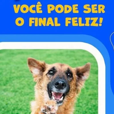 Adoção de Animais em Juiz de Fora