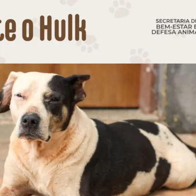 Adoção Responsável: Conheça o Hulk