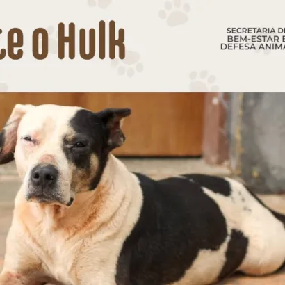 Adoção Responsável: Conheça o Hulk