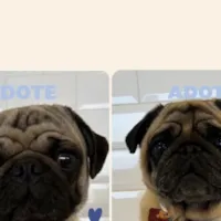 Adoção de Pets - VICA