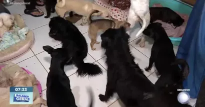 Ajude a Encontrar Lares para Animais Resgatados