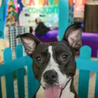 Feira de Adoção Pet no Shopping Conjunto Nacional