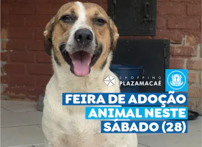 Feira de Adoção de Animais no Shopping Plaza Macaé
