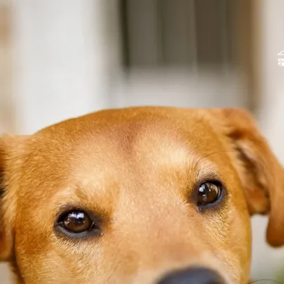 Adote um Amigo em Bauru