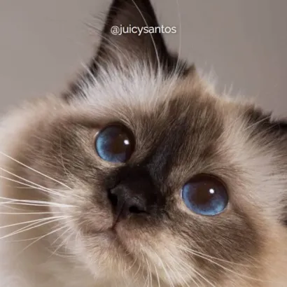 Cats Festival em Santos