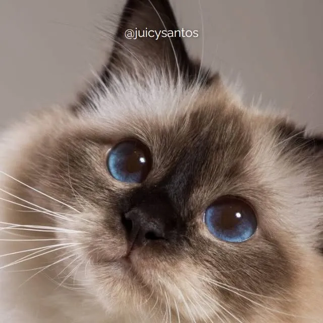 Cats Festival em Santos