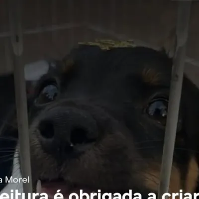 Centro de Acolhimento Provisório e Adoção de Animais em Campo Grande