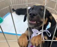 Centro de Acolhimento e Adoção de Animais em Campo Grande