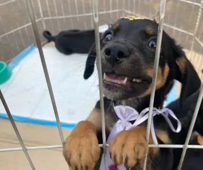 Centro de Acolhimento e Adoção de Animais em Campo Grande