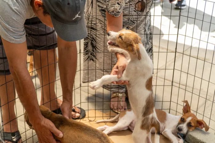 Feira de Adoção em Paranaguá