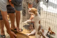Feira de Adoção em Paranaguá