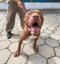 Toddy Busca um Novo Lar!