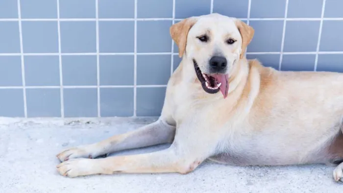 Feira de Adoção de Animais em Bertioga