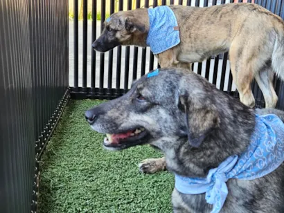 Projeto Tigela Cheia - Troca de PET por Ração e Feira de Adoção