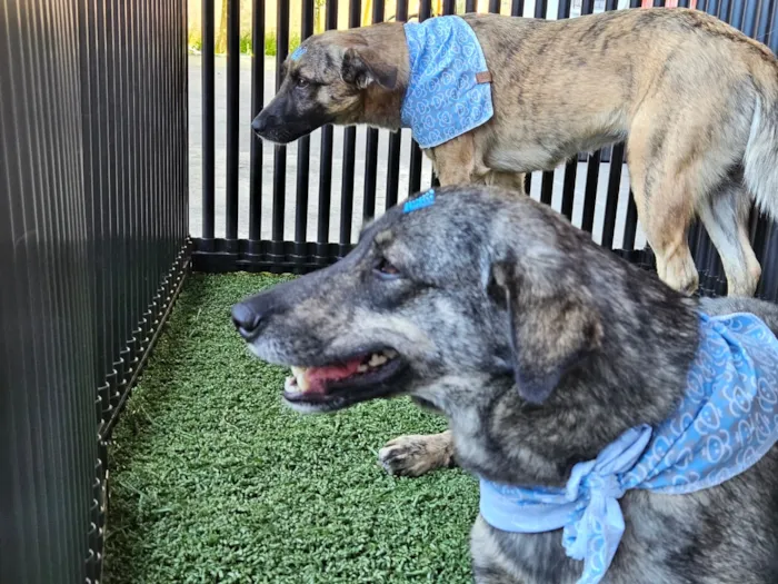 Projeto Tigela Cheia - Troca de PET por Ração e Feira de Adoção