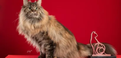 Festival de Gatos com Feira de Adoção no Parque Valongo