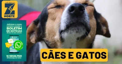 Adoção Responsável de Cães e Gatos no Canil Municipal de Sorocaba
