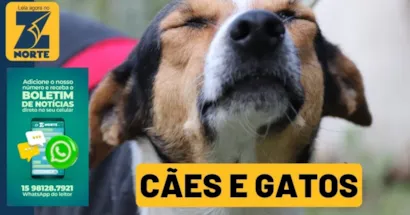 Adoção Responsável de Cães e Gatos no Canil Municipal de Sorocaba
