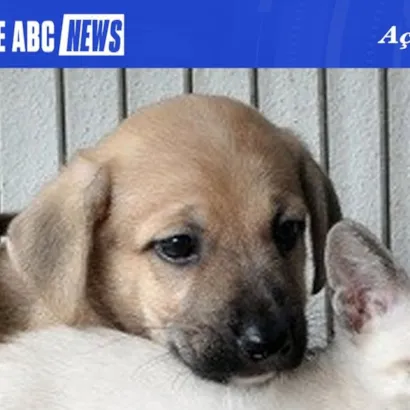 Feira de Adoção de Animais em São Bernardo do Campo