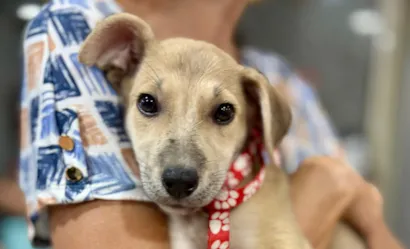Feira de Adoção Pet em Niterói: Encontre Seu Novo Companheiro!