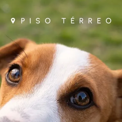 Feira de Adoção de Animais