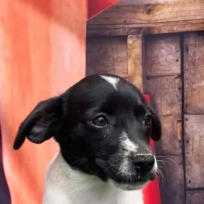 Feira de Adoção - Maxi Shopping Jundiaí