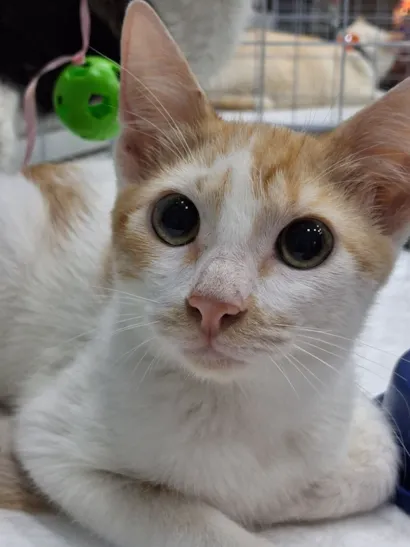 Campanhas de Adoção Pet no Caxias Shopping e Bangu Shopping