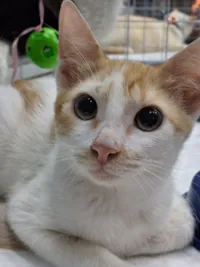 Campanhas de Adoção Pet no Caxias Shopping e Bangu Shopping