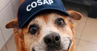 Cão Mais Antigo do Abrigo da Prefeitura de SP É Adotado Após 10 Anos