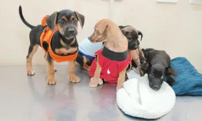 Implantação de Centro de Acolhimento e Adoção de Animais em Campo Grande