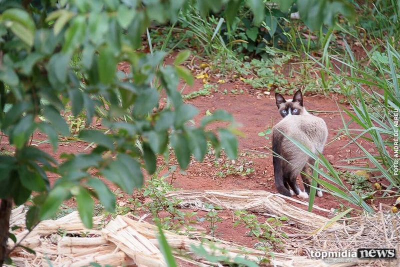 Criação de Abrigo Público para Animais Abandonados em Campo Grande