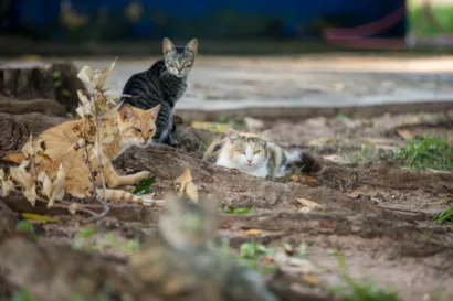 4ª Feira de Adoção de Cães e Gatos