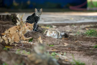 4ª Feira de Adoção de Cães e Gatos
